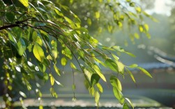 佛教杨柳枝