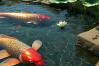 佛教鱼的寓意究竟指什么？有何深意和文化内涵？